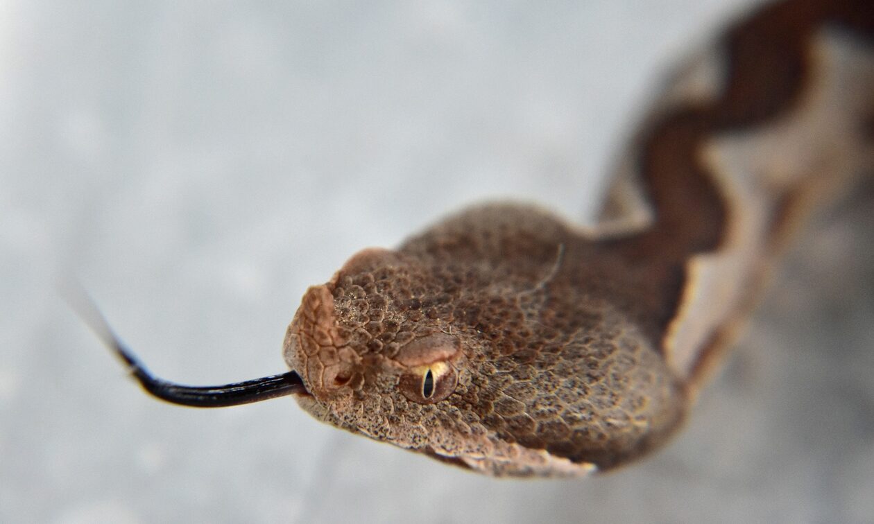 Τρίκαλα: Κλειστό δημοτικό σχολείο στη Φαρκαδόνα – Εντοπίστηκαν φίδια μέσα στο κτήριο