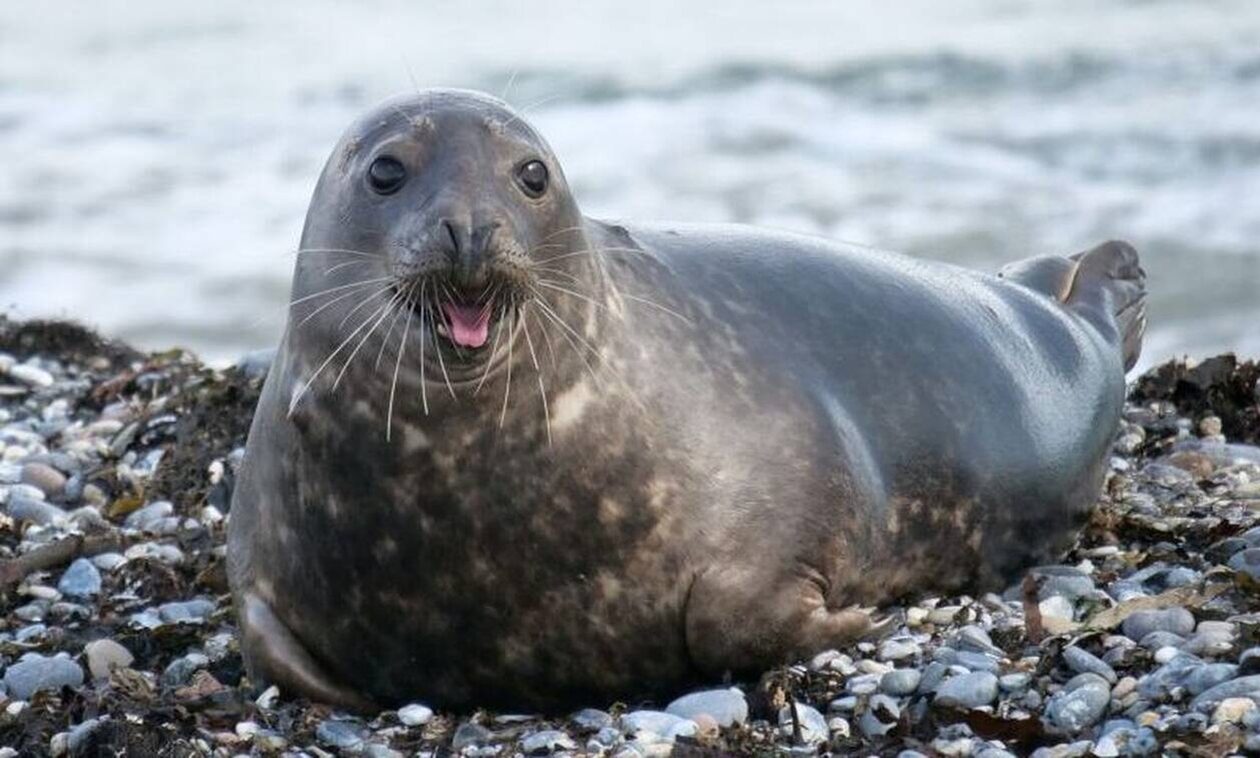 Στιγμές χαλάρωσης για φώκια στο Πόρτο Ράφτη –  Απολαμβάνει τον ήλιο στην Χαμολιά