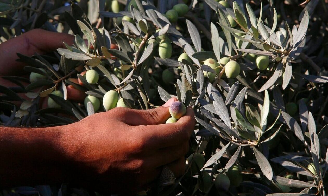 Κρίση ελαιόλαδου: «Οι διαρρήκτες δεν ψάχνουν πλέον κοσμήματα, αλλά… υγρό χρυσάφι»