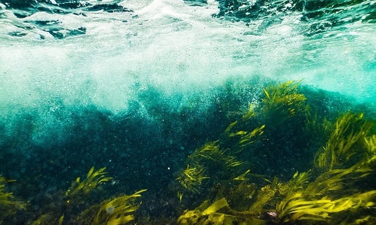 Στην αρχαιότητα οι Ευρωπαίοι έτρωγαν φύκια επί χιλιάδες χρόνια