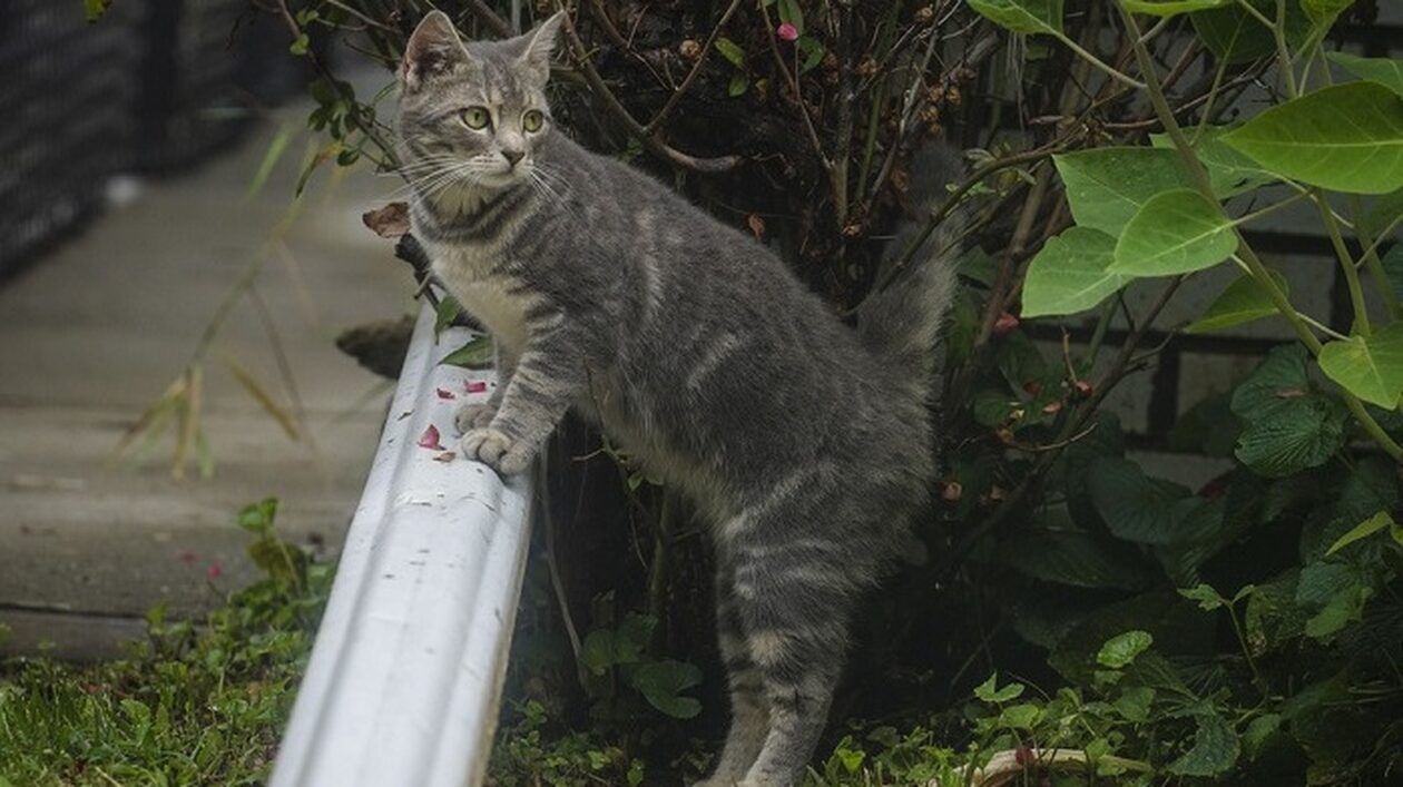 Π.Φ.Π.Ο: Ζητά πρωτόκολλα ασφαλείας για τα ζώα σε περίπτωση φυσικών καταστροφών