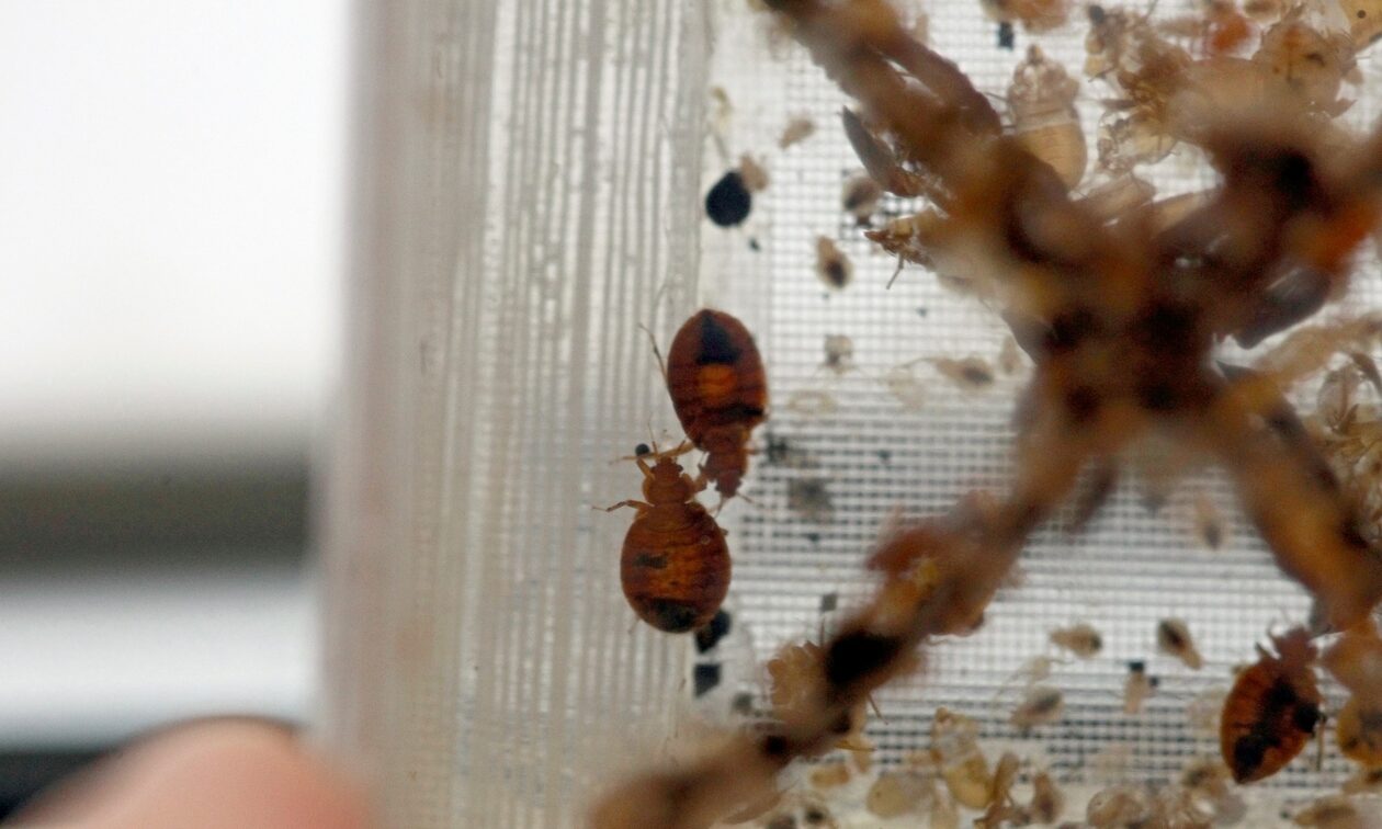 Κοριοί: Σε αυξημένη ετοιμότητα η Ελλάδα – Τι αποφεύγουμε και πώς μένουμε ασφαλείς