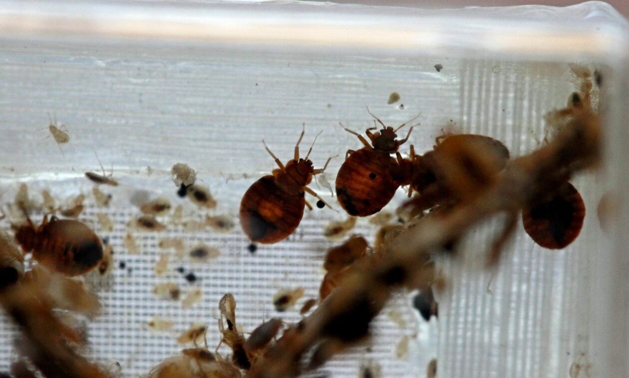 Κοριοί: Πώς θα καταλάβετε αν υπάρχουν στο σπίτι σας – Τι συμβουλεύουν ειδικοί