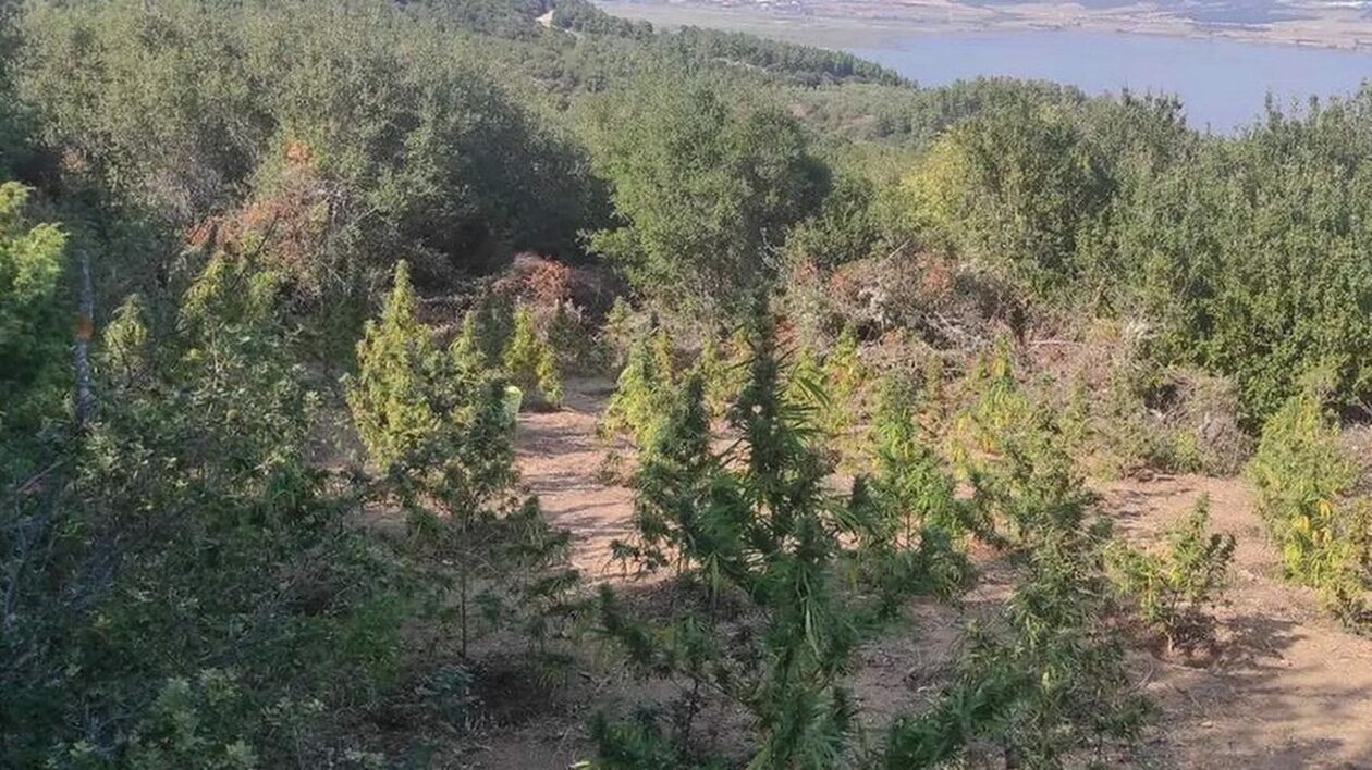 Ηράκλειο: Nυχτερινές επισκέψεις σε… ρεματιά – Αιτία ήταν η κάνναβη