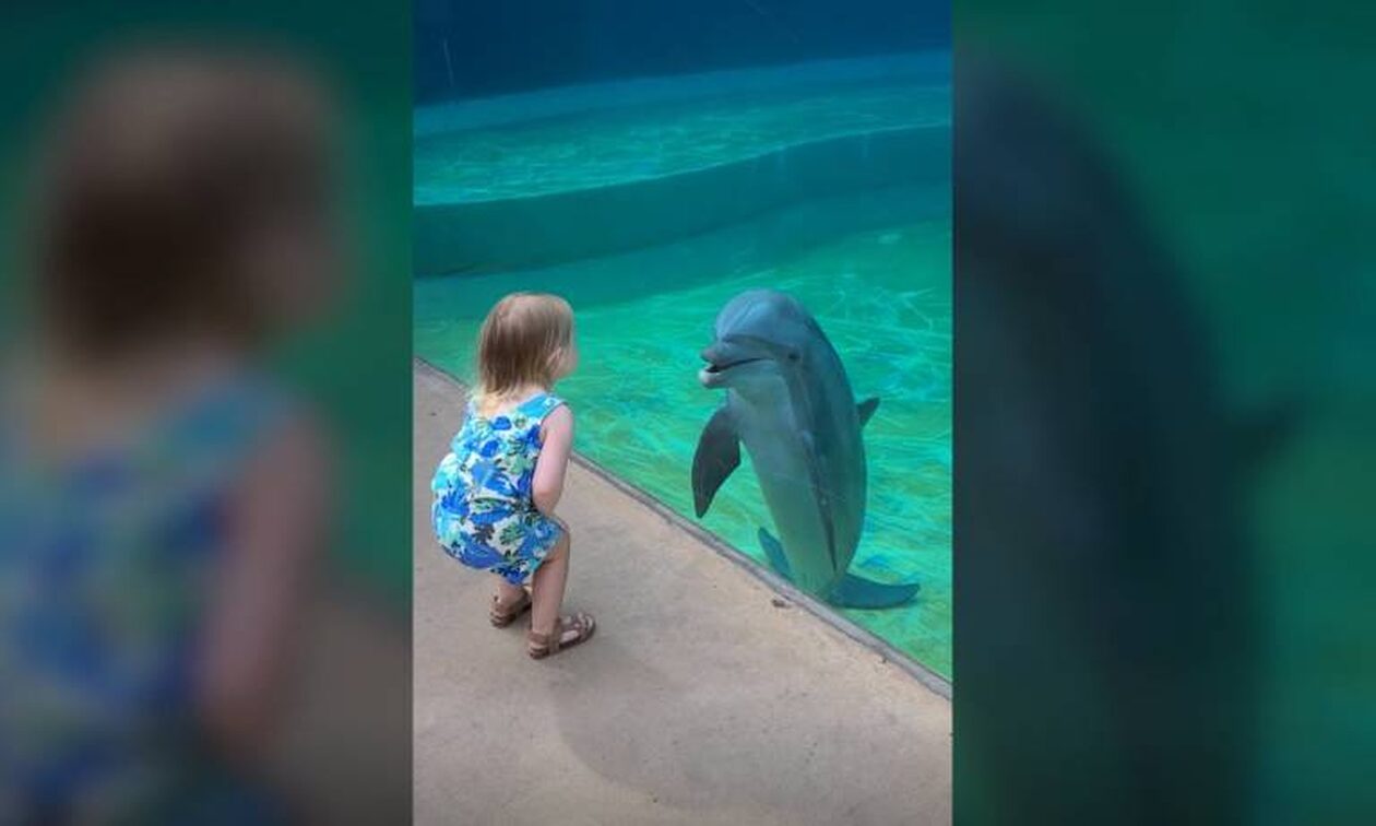 Απίστευτη φιλία μεταξύ μικρού κοριτσιού και… δελφινιού – Δείτε το viral βίντεο