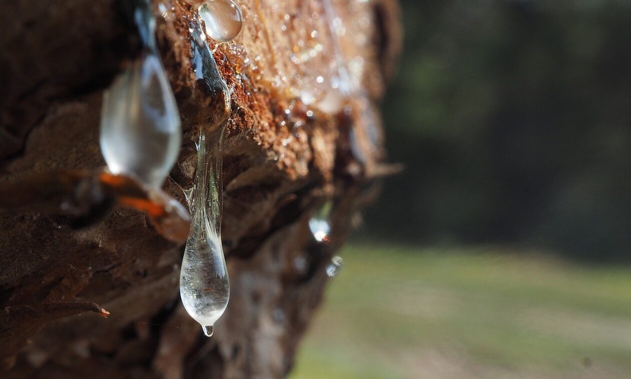 ΔΥΠΑ: Ξεκίνησαν οι αιτήσεις για τον Δ΄ κύκλο του προγράμματος ρητινεργατών με μισθό 1.000 ευρώ