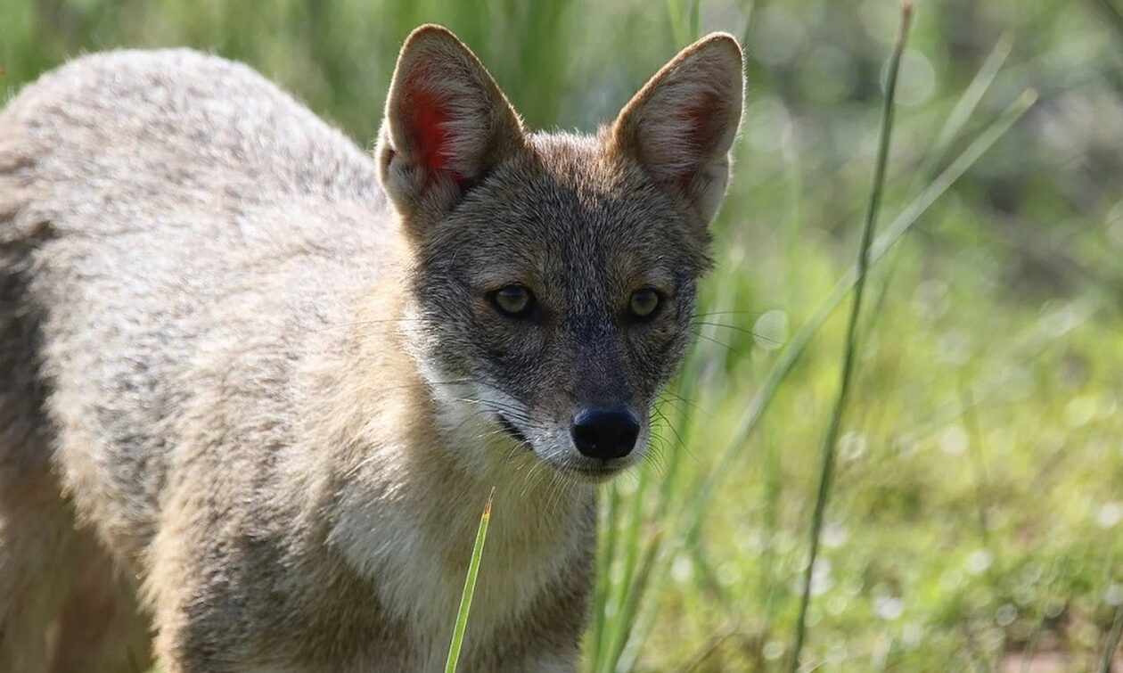 Αχαΐα: Σοβαρό πρόβλημα με τα τσακάλια αντιμετωπίζουν κτηνοτρόφοι
