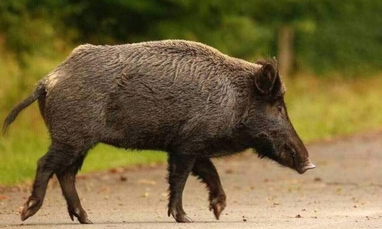 Φθιώτιδα: Σοβαρό τροχαίο – Μηχανάκι συγκρούστηκε με… αγριογούρουνο