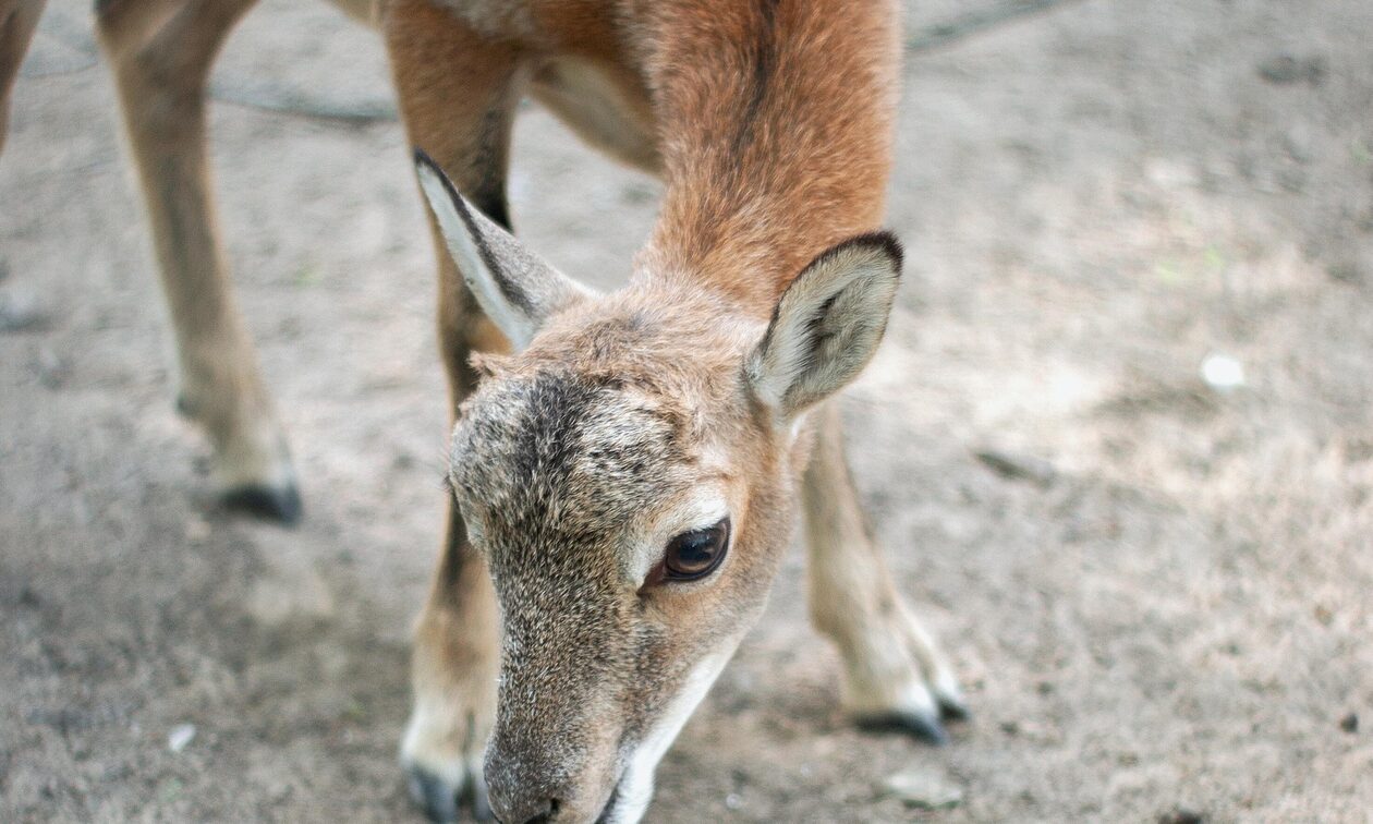 Μύκονο: Ελαφάκι βρέθηκε χτυπημένο και παρατημένο
