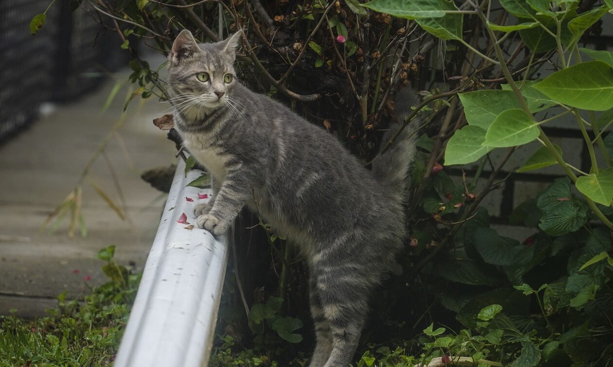 Κίνα: Διασώθηκαν 1.000 γάτες από σφαγή – Θα πουλούσαν το κρέας τους ως χοιρινό και πρόβειο