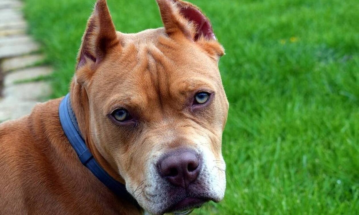 Λούτσα: Άγρια επίθεση πιτ μπουλ σε 11χρονο – Τον δάγκωσε και τον έστειλε στο χειρουργείο