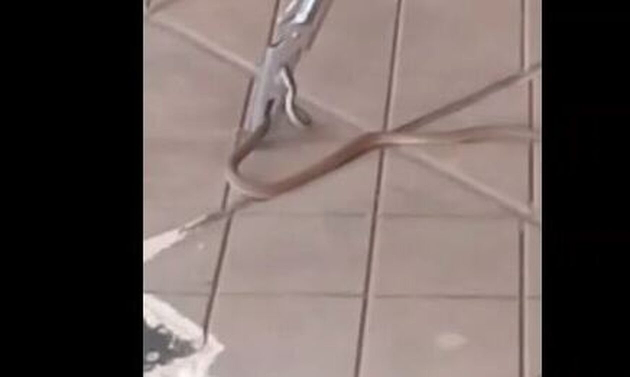 Βόλος: Βρήκαν φίδι μέσα στο σπίτι τους που είχε πλημμυρίσει από την κακοκαιρία