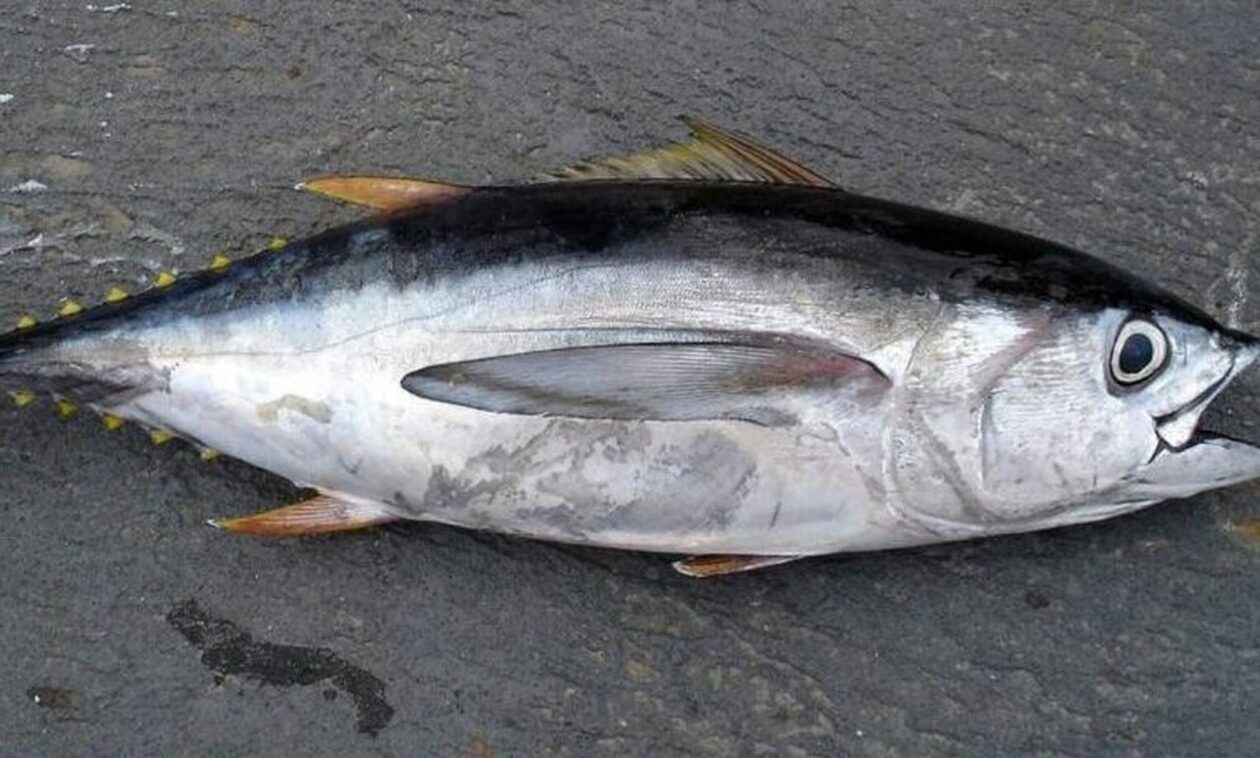 Αλόννησος: Κατασχέθηκαν 25 κιλά τόνου και δημοπρατήθηκαν