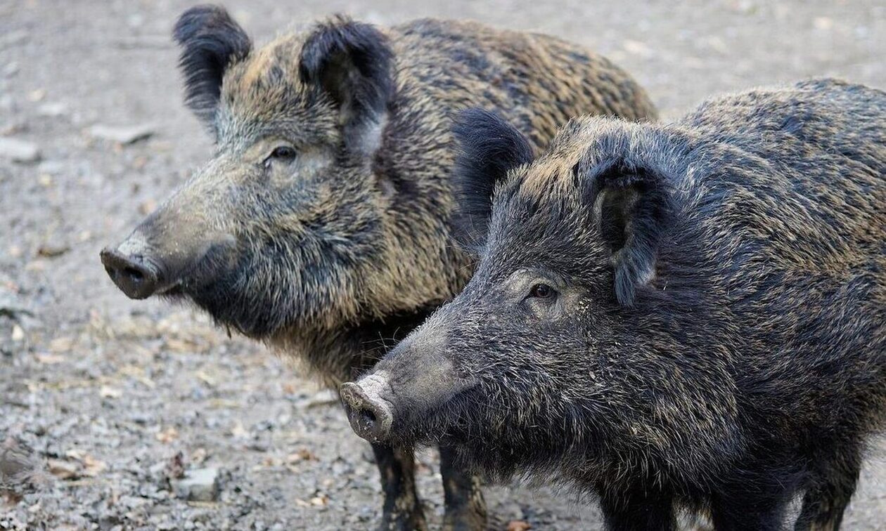 Πτολεμαΐδα: «Άγιο είχε» οδηγός στο συναπάντημα του με αγέλη αγριόχοιρων