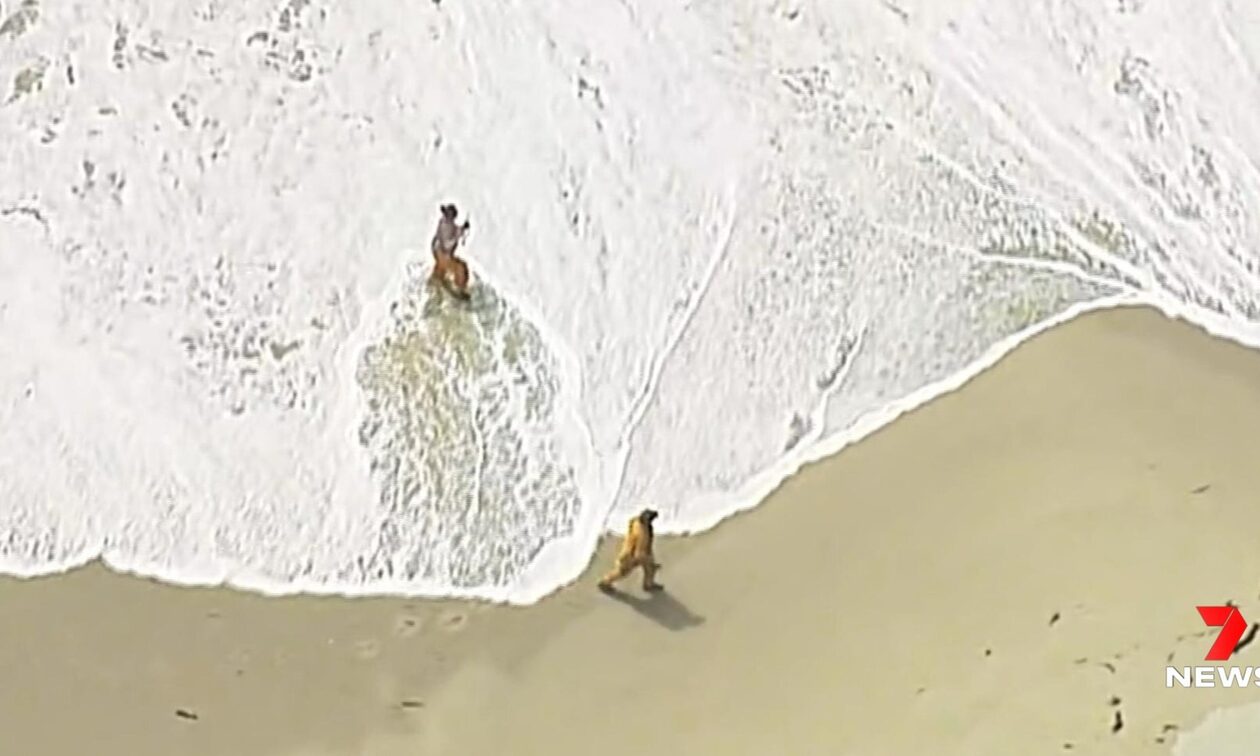 Θρίλερ στην Αυστραλία: Καρχαρίας επιτέθηκε σε σέρφερ και τον κατασπάραξε – Ψάχνουν τη σορό του