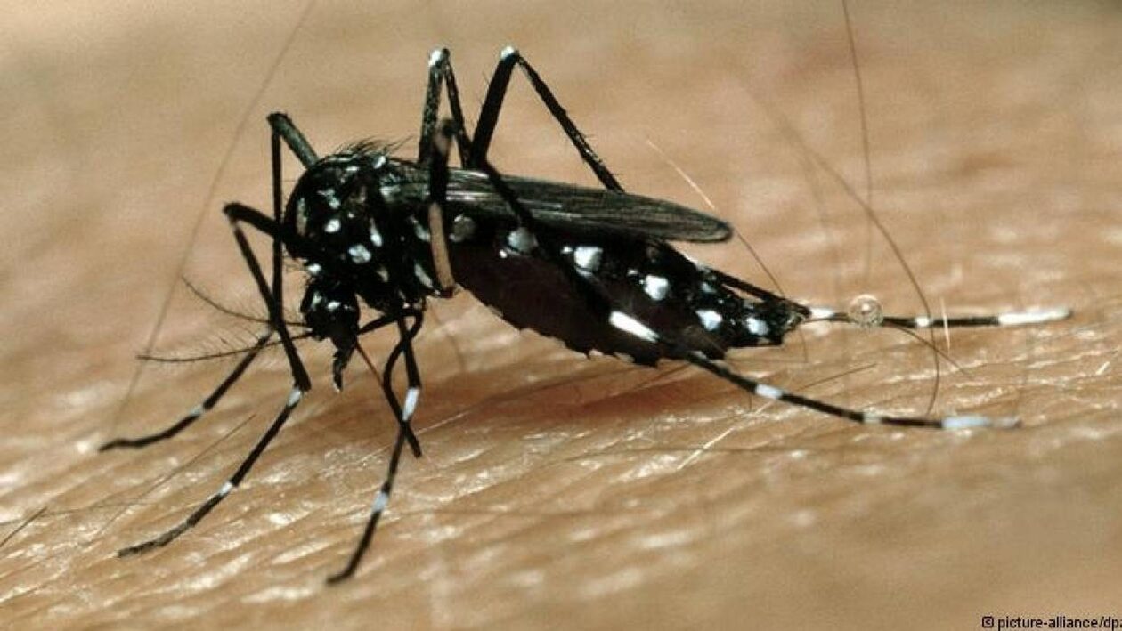 Κουνούπι τίγρης: Συναγερμός στην Αττική – Οδηγίες προστασίας