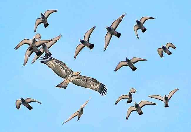 Γρίπη των πτηνών – Χανιά: Σε υψηλή ετοιμότητα για εστίες υψηλής παθογονικότητας σε Βαλκανικές χώρες