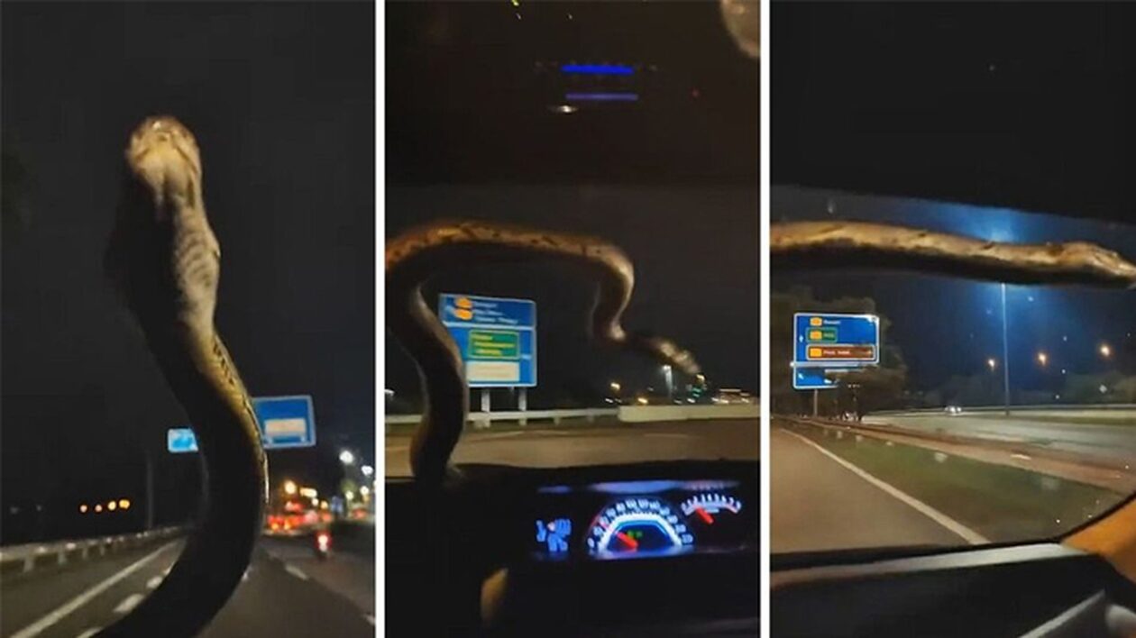 Τρόμος στην Κουάλα Λουμπούρ: Τεράστιος πύθωνας στο παρμπρίζ αυτοκινήτου εν κινήσει