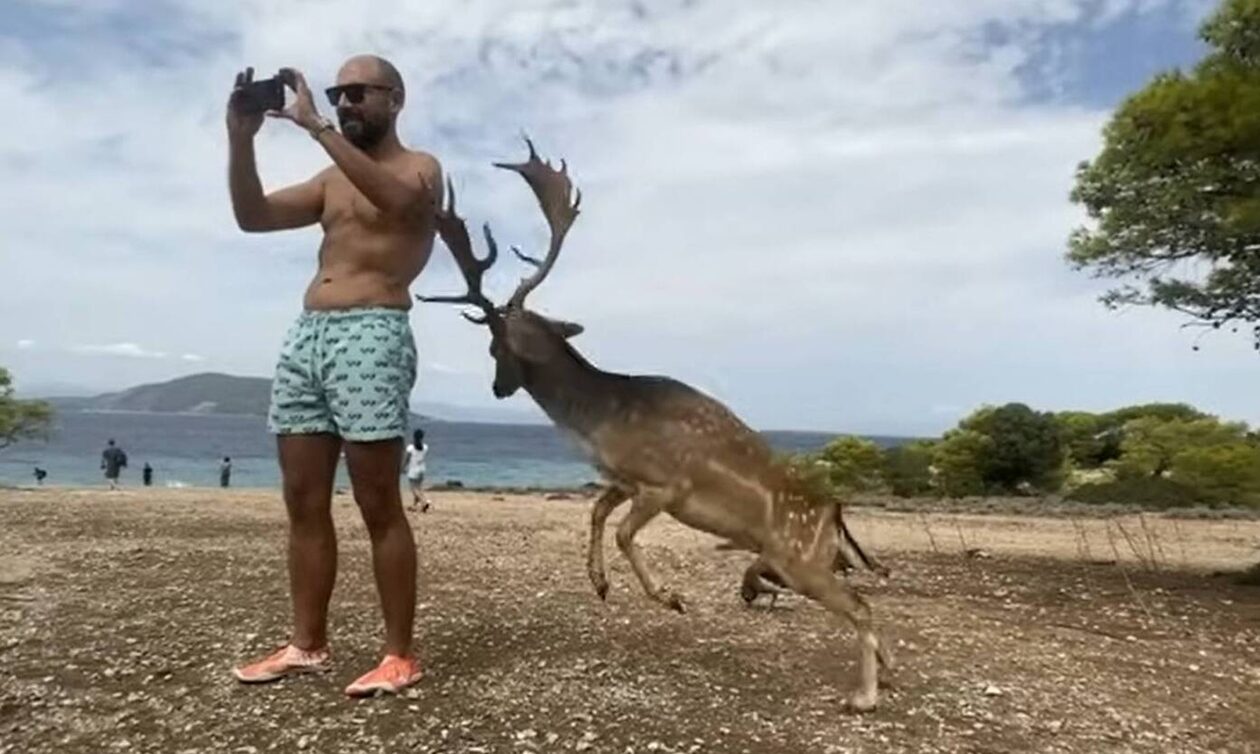 Αίγινα: Τουρίστας πήγε να βγάλει σέλφι με ελάφι και του επιτέθηκε – Κατέληξε με σπασμένα πλευρά