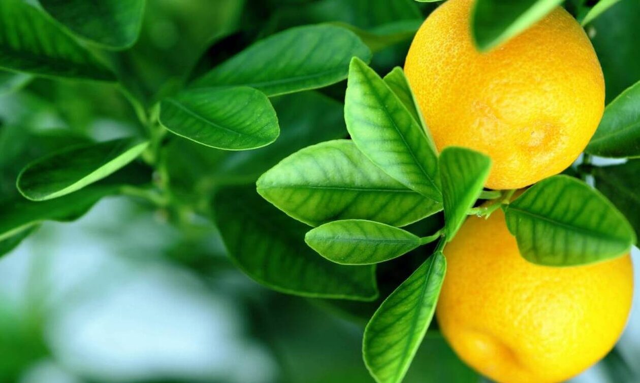 Αιγιαλεία: Λεμόνια υπό εξαφάνιση – Γέμισαν οι λαϊκές αγορές με εισαγόμενα