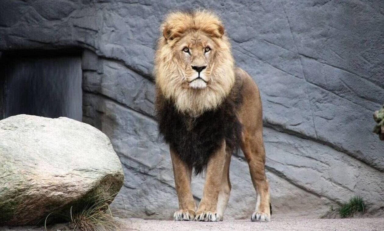 Ιταλία: Λιοντάρι δραπέτευσε από τσίρκο – «Αποφύγετε τις μετακινήσεις»