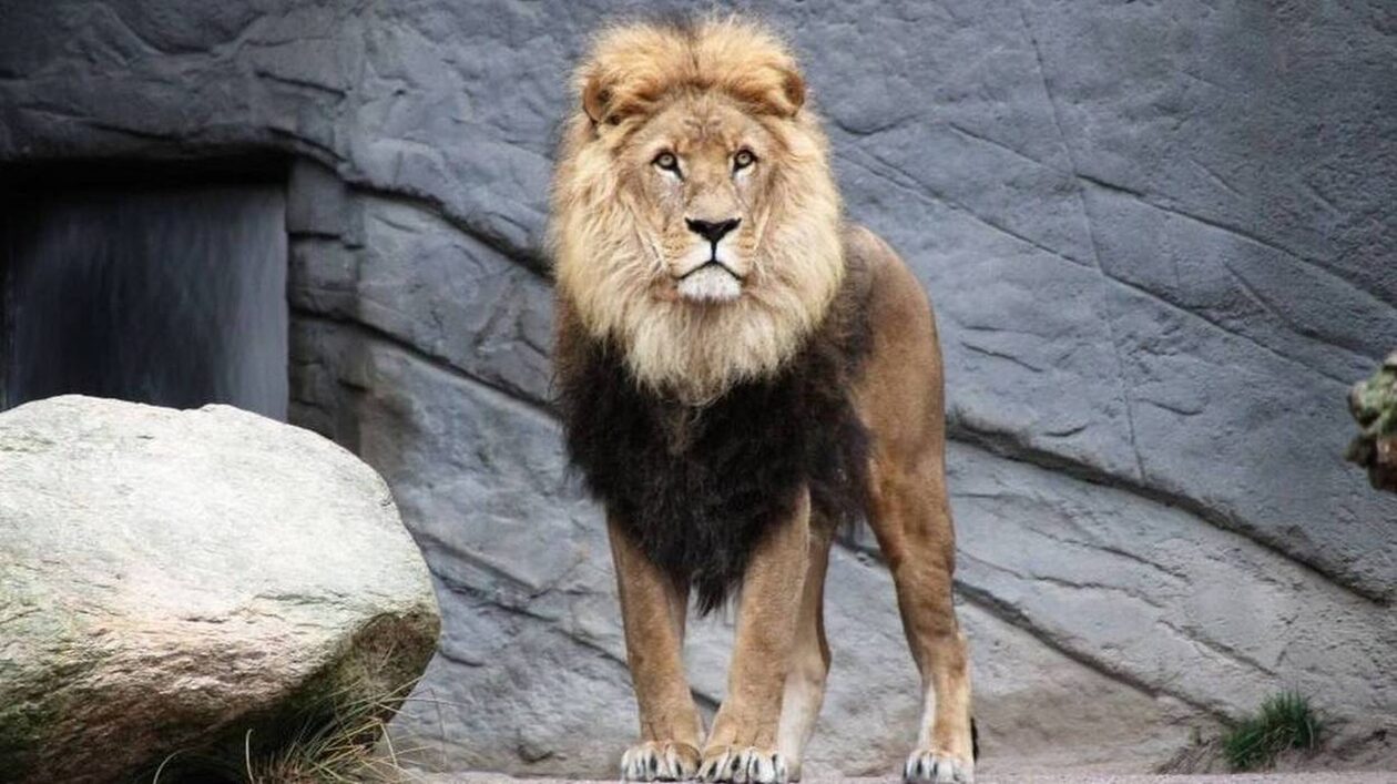 Ρώμη: Λήξη συναγερμού για το λιοντάρι που απέδρασε από τσίρκο – Κατάφεραν να το ακινητοποιήσουν