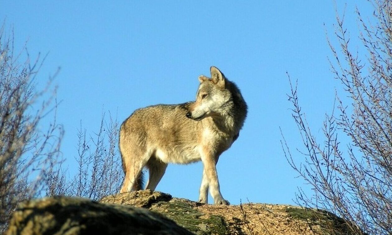Τρόμος στη Λαμία: Οι λύκοι κατέβηκαν στα χωριά – Αντιδράσεις των κτηνοτρόφων