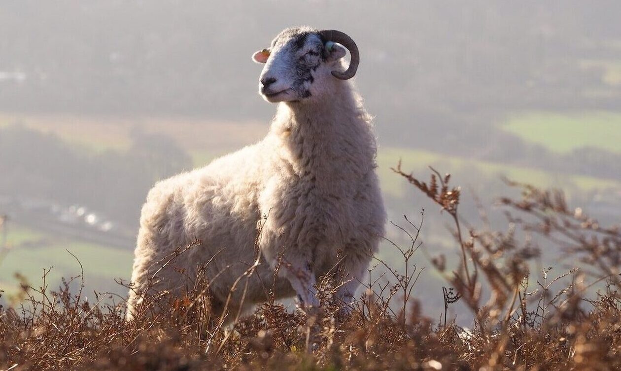 Ευρυτανία: Κριάρι χτύπησε ηλικιωμένη – Πώς σώθηκε η 93χρονη