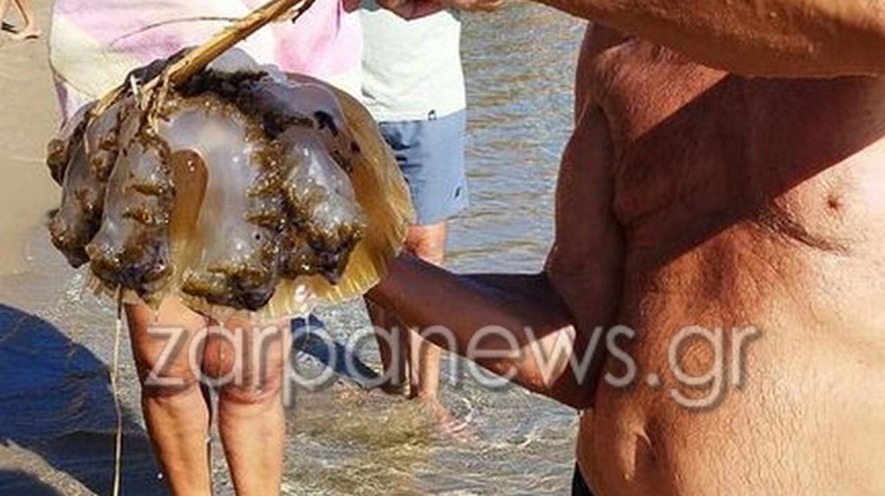 Χανιά: Τεραστίων διαστάσεων μέδουσα στη Χρυσή Ακτή – Την «έπιασαν» οι λουόμενοι