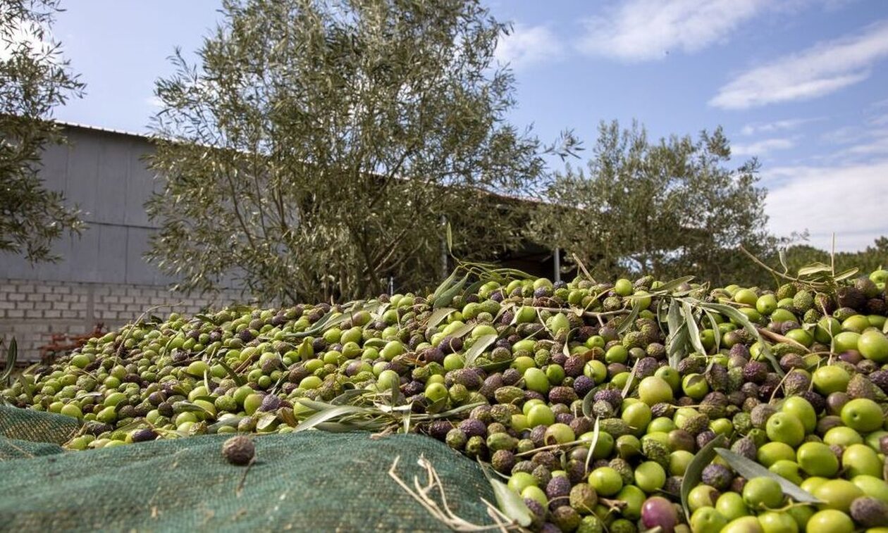 Μεσσηνία: Επικήρυξε τους ληστές που του έκλεψαν τις ελιές – Πόσες χιλιάδες ευρώ δίνει
