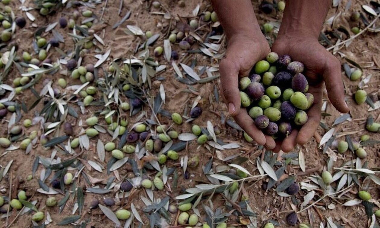 Πάτρα: Κύκλωμα εργατών μάζεψε… «κατά λάθος» πάνω από 10 τόνους ελιές