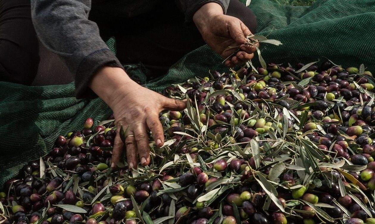 Αχαΐα: Ρήμαξαν δυο ελαιώνες και έκλεψαν δέκα τόνους ελιές – Τρεις συλλήψεις