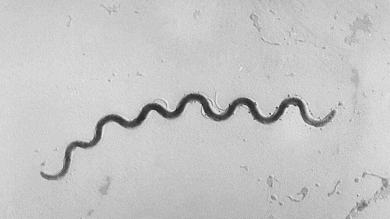 Αυξήθηκαν τα περιστατικά σύφιλης και ηπατίτιδας στη Γερμανία: Συναγερμός στις υγειονομικές Αρχές