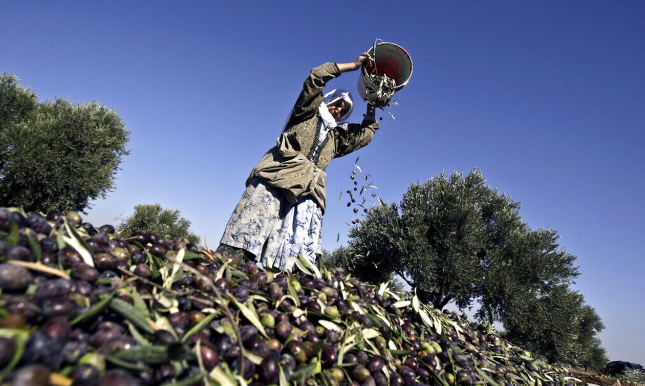 Ελαιόλαδο: «Θα γίνει σύντομα είδος πολυτελείας» – Η δραματική πρόβλεψη και οι αδίστακτες σπείρες