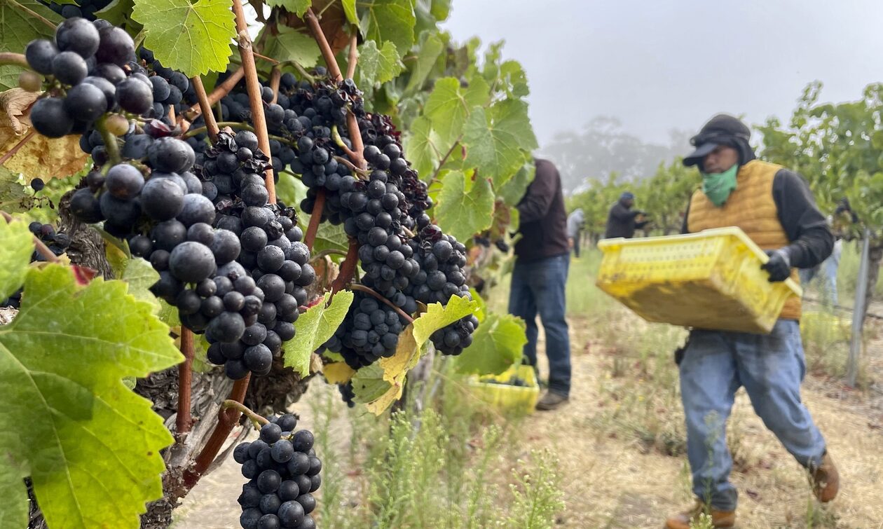 «Καταρρέει» η παγκόσμια παραγωγή κρασιού – Ιστορικό χαμηλό 62 ετών – Σε κίνδυνο διάσημοι αμπελώνες