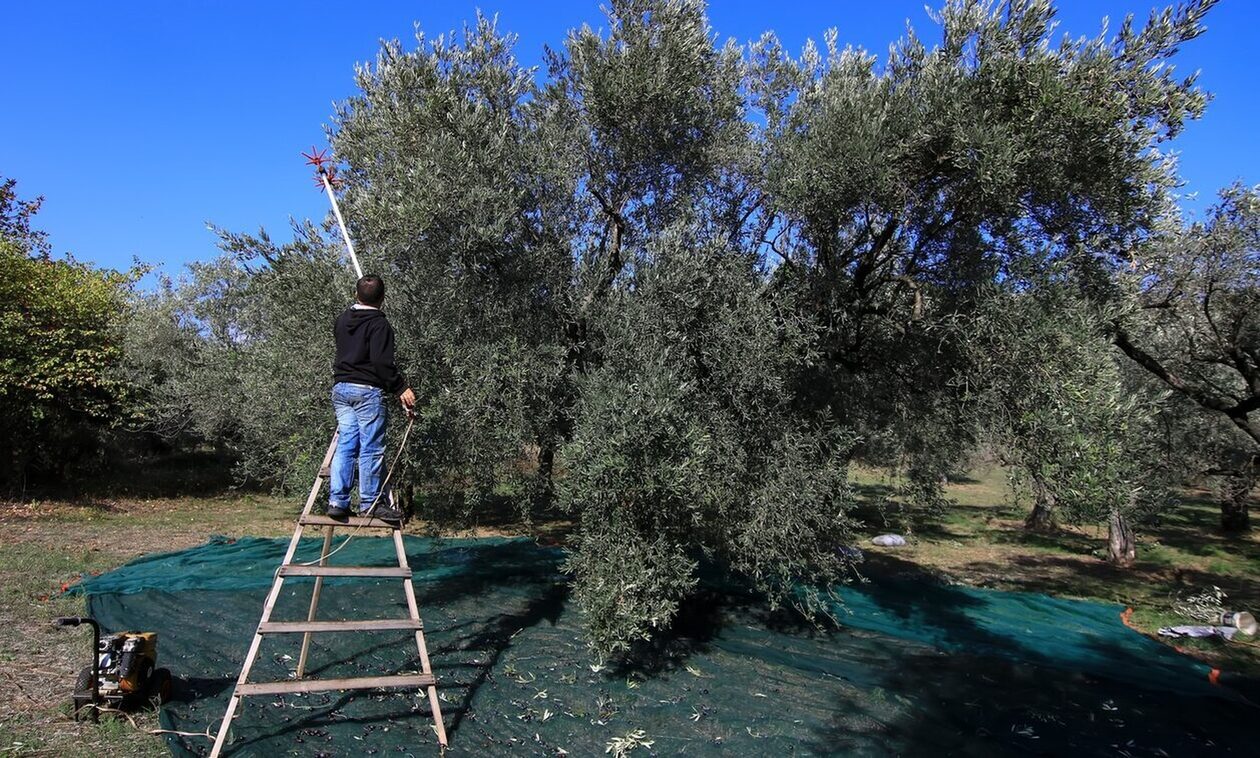 Τραγωδία στην Αρχαία Ολυμπία: Πήγε να μαζέψει ελιές και κατέρρευσε στο χωράφι