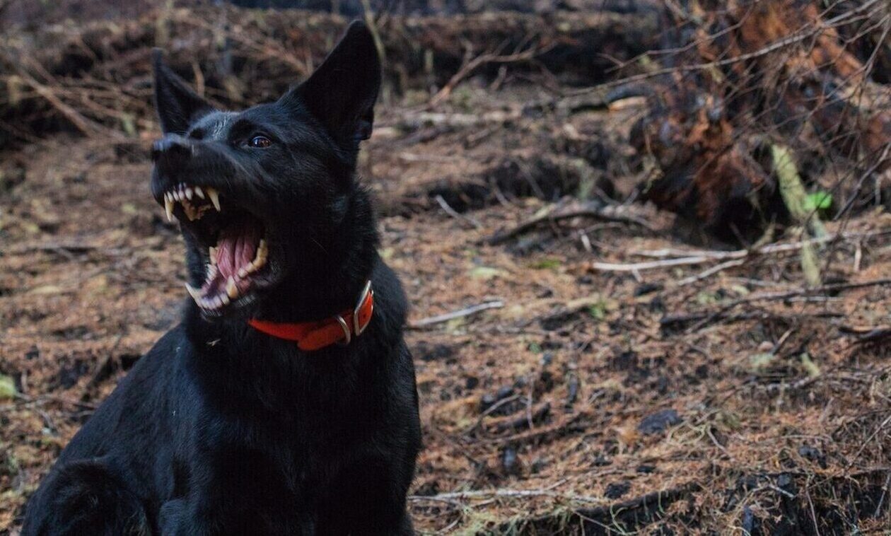 Βελεστίνο: Τρόμος για κοριτσάκι 4 χρόνων – Της επιτέθηκε σκύλος και την τραυμάτισε στο κεφάλι