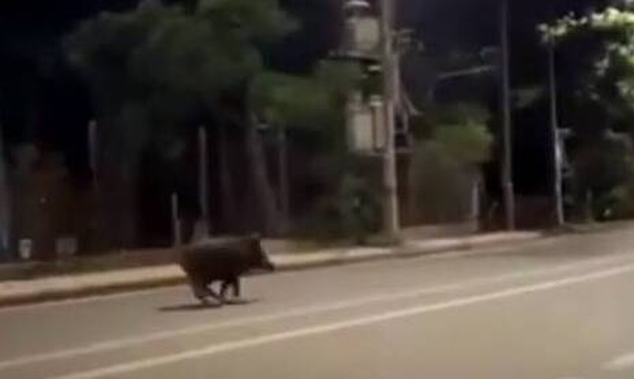 Θεσσαλονίκη: Εμφανίστηκαν και πάλι αγριογούρουνα στον αστικό ιστό της πόλης