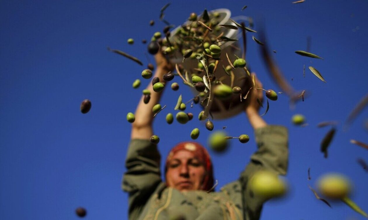 Ιταλία: Στον ελαιοτουρισμό στρέφονται οι παραγωγοί – Γιόγκα στους ελαιώνες, συναυλίες και ποδηλασία