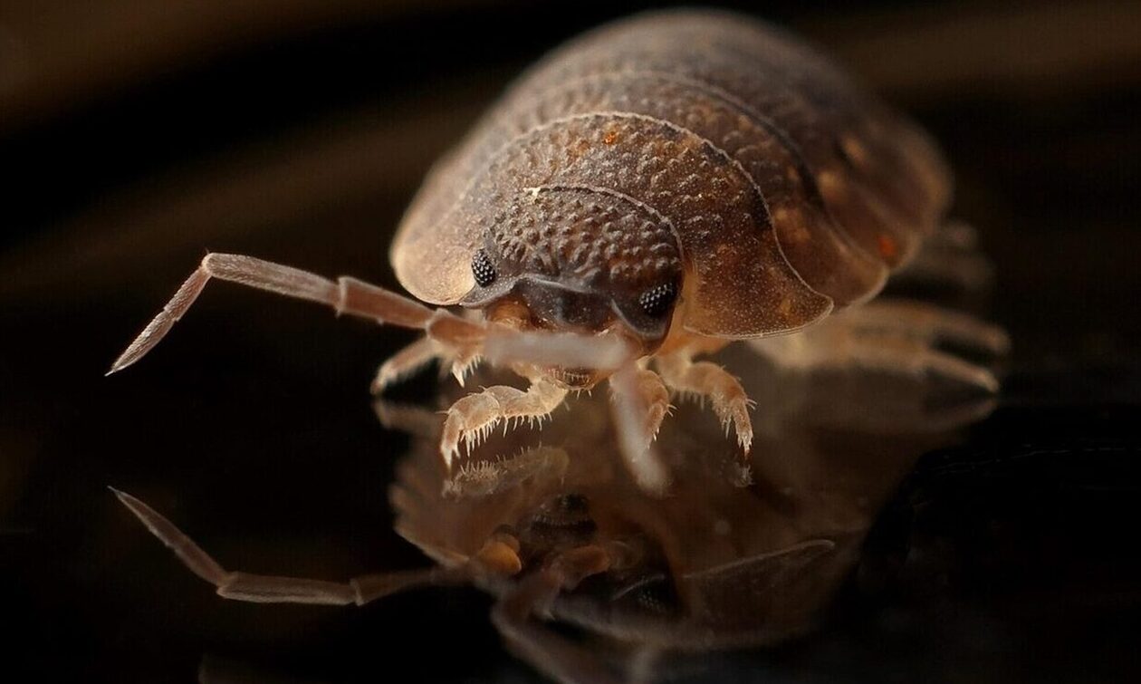 Ραγδαία εξάπλωση κοριών: Ανθεκτικοί στα εντομοκτόνα – Τι θα πάθετε αν σας τσιμπήσουν