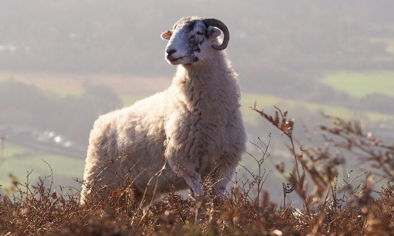 Δρόμοι καρμανιόλες από τα… κοπάδια – Τράγος επιτέθηκε σε αυτοκίνητο στα Χανιά