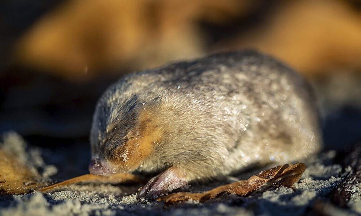 Σπάνια ανακάλυψη: Ο «χρυσός» τυφλοπόντικας που κολυμπάει στην άμμο εμφανίστηκε μετά από 86 χρόνι