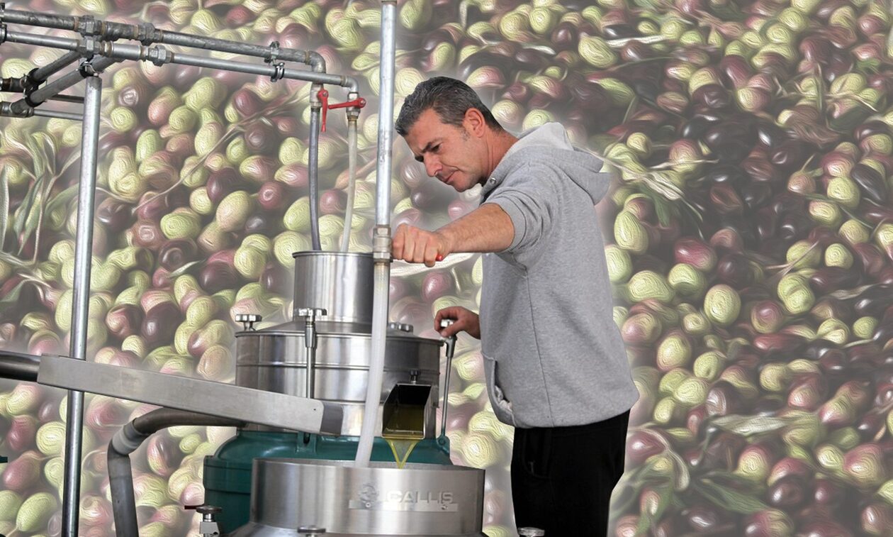 Ένα ελαιοτριβείο στο Πολυδένδρι με ιστορία 93 ετών «αποκαλύπτει» τα μυστικά παραγωγής του ελαιολάδου