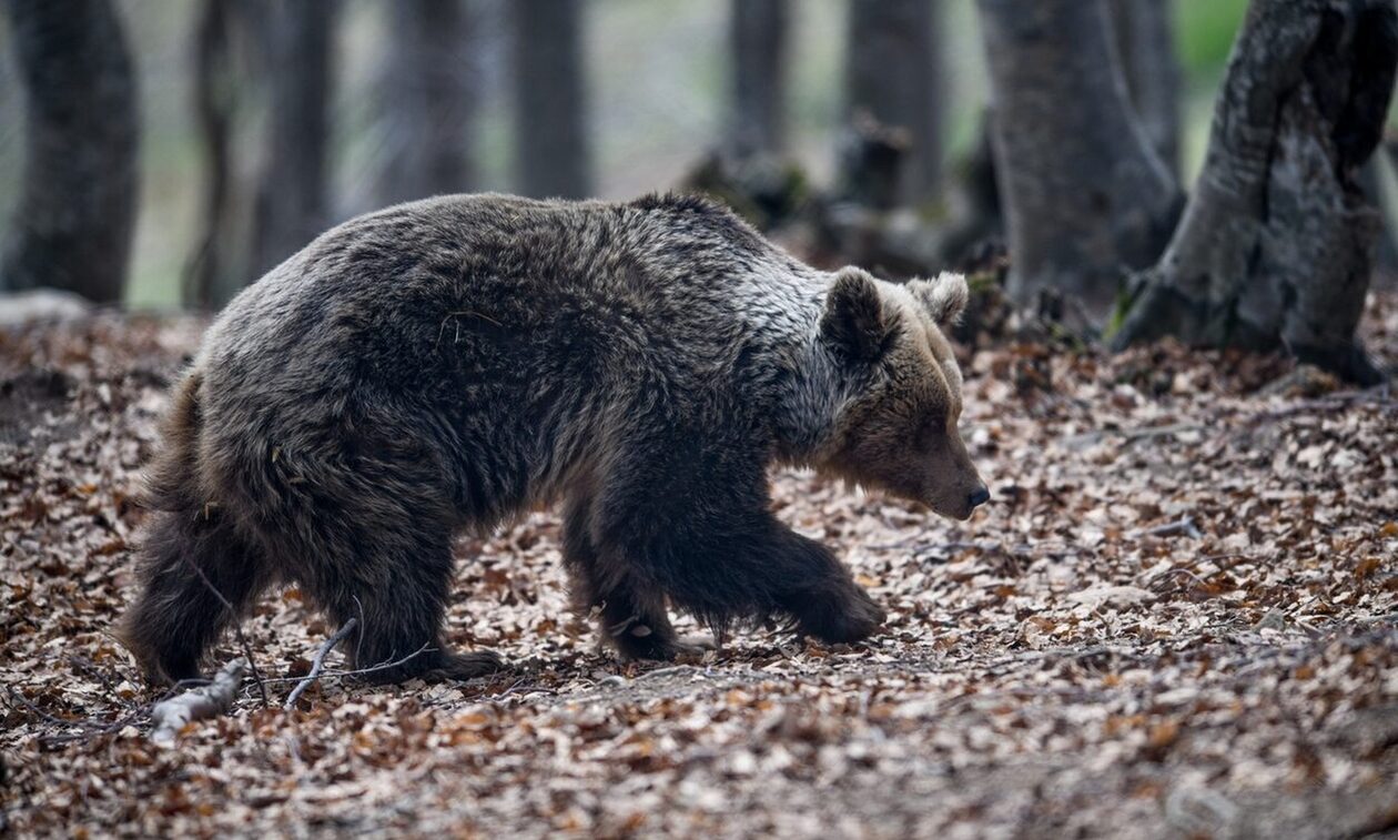 Κτηνωδία στην Κόνιτσα: Σκότωσαν αρκούδες στην εθνική οδό