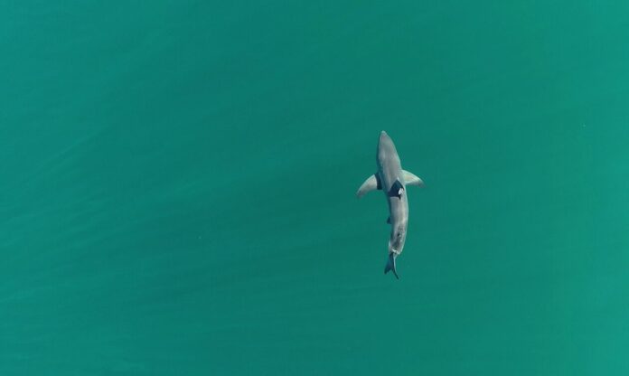 1497678-shark.jpg
