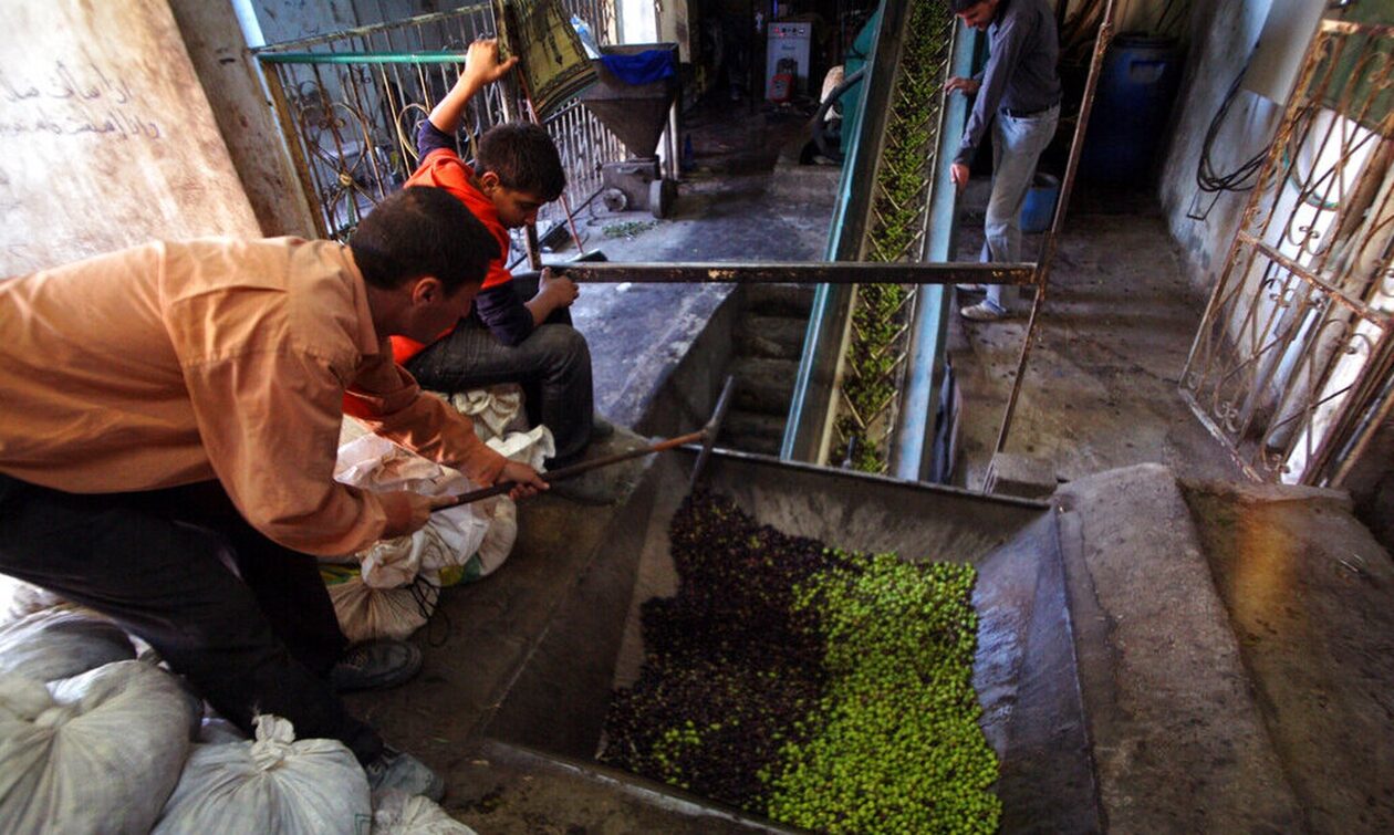 Οι «εγκληματίες του ελαιολάδου»: H σπείρα που προσπαθούσε να πουλήσει νοθευμένο προϊόν στην ΕΕ