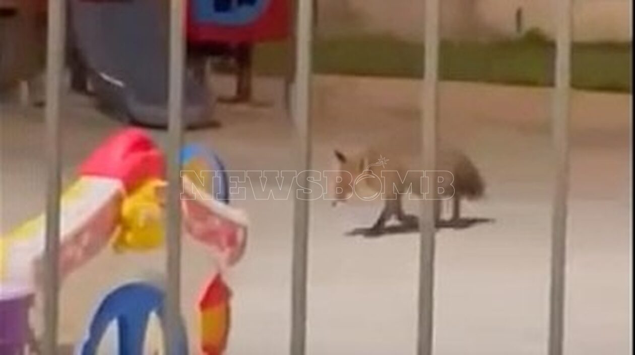 Τι ψάχνει η αλεπού στην Πετρούπολη