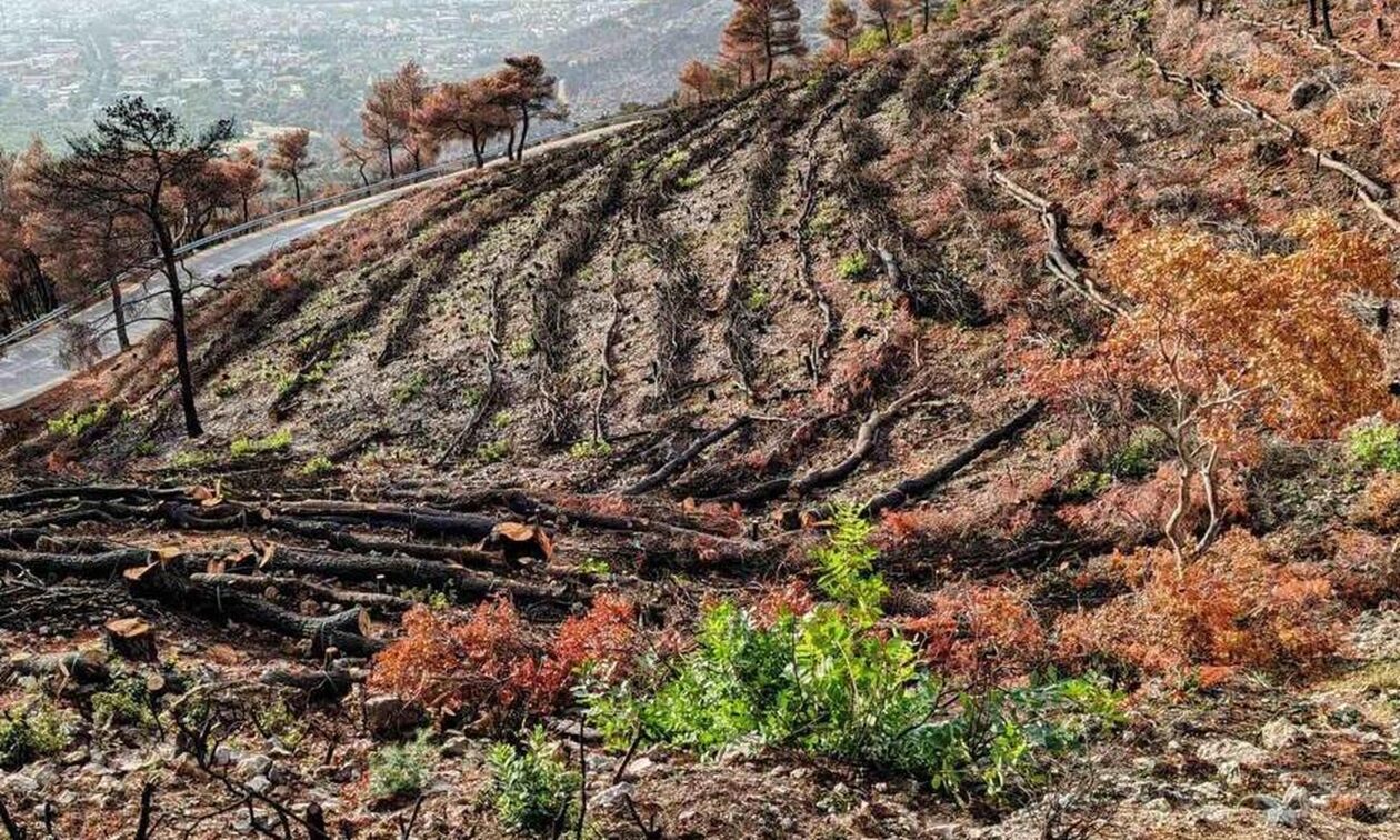 Σε πλήρη εξέλιξη τα έργα αποκατάστασης της Πάρνηθας με δωρεά του Ιδρύματος Αθανάσιος Λασκαρίδη