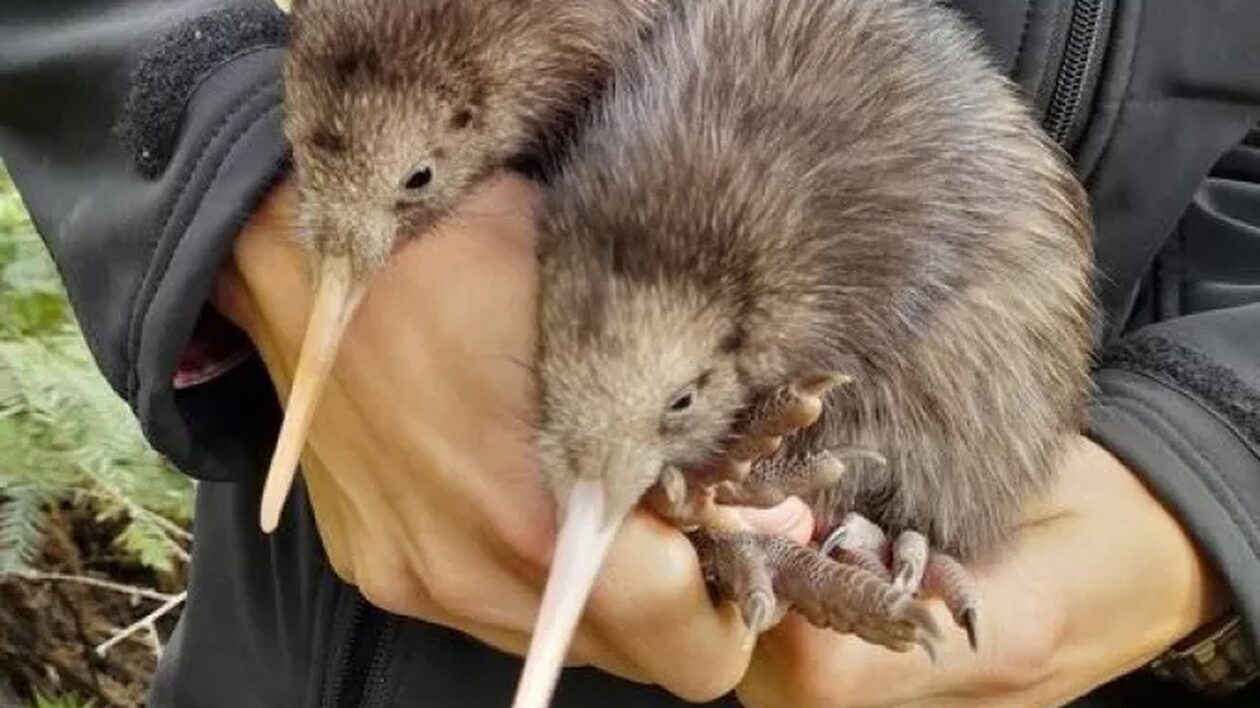 Νέα Ζηλανδία: Δύο μοναδικά πτηνά γεννήθηκαν μετά από ενάμισι αιώνα