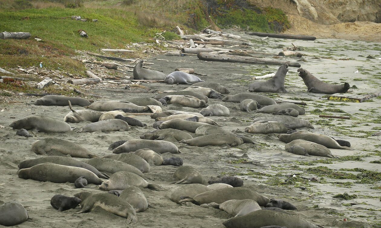 Ανταρκτική: Η γρίπη των πτηνών αποδεκατίζει τους θαλάσσιους ελέφαντες -Το εφιαλτικό σενάριο